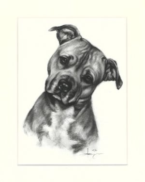 Staffordshire Terrier 02
