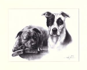 Staffordshire Terrier 03