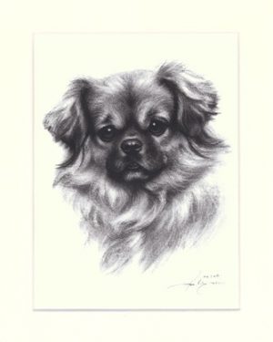 Tibet Spaniel 01