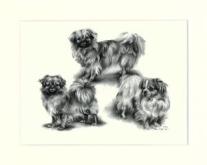 Tibet Spaniel 02