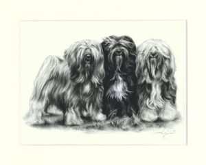 Tibet Terrier 01