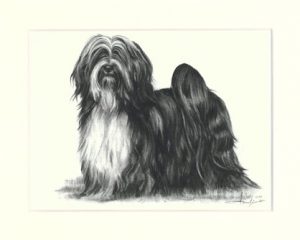 Tibet Terrier 02