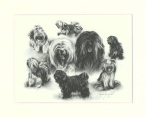 Tibet Terrier 04