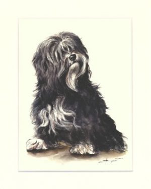 Tibet Terrier 05