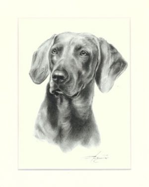 Weimaraner 01
