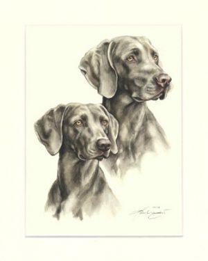 Weimaraner 02