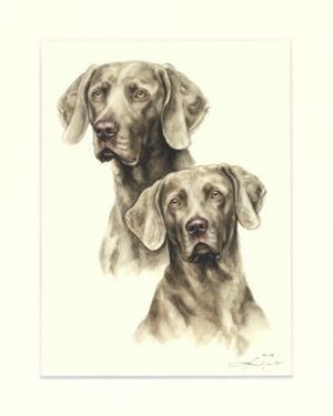 Weimaraner 03