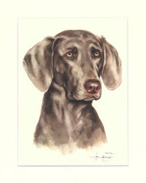 Weimaraner 05