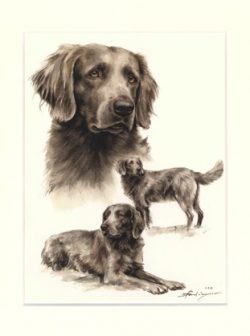 Weimaraner 06