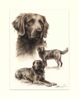 Weimaraner 06