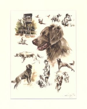 Weimaraner 07