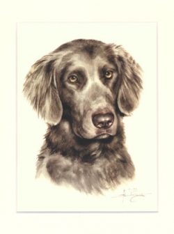 Weimaraner 08