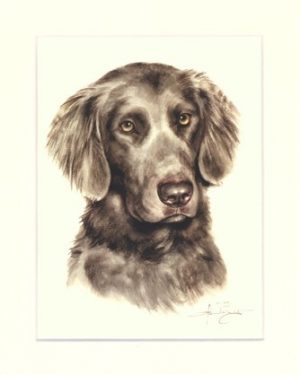 Weimaraner 08