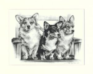 Welsh Corgi 01
