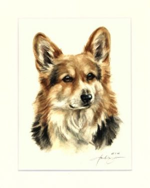 Welsh Corgi 02