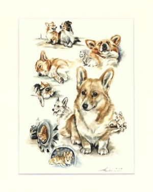Welsh Corgi 03