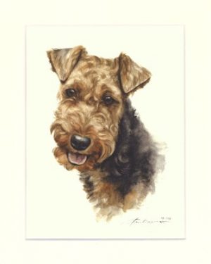 Welsh Terrier 01