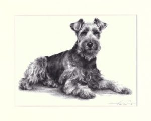 Welsh Terrier 02