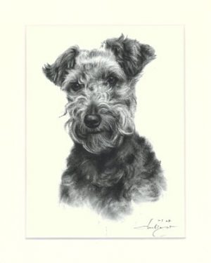 Welsh Terrier 03
