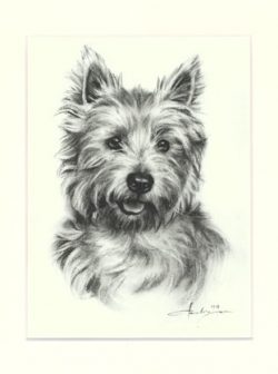 Westhighland White Terrier 01