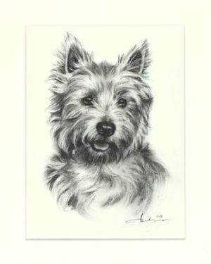 Westhighland White Terrier 01