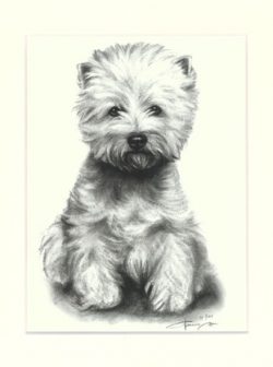 Westhighland White Terrier 02