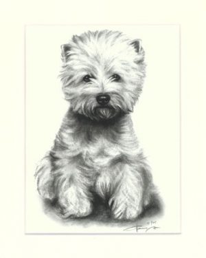Westhighland White Terrier 02
