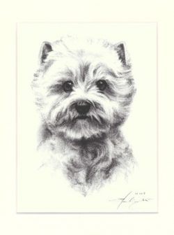 Westhighland White Terrier 03
