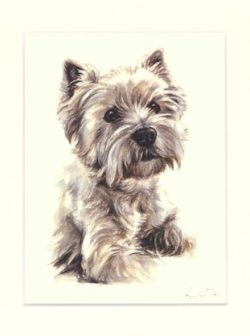 Westhighland White Terrier 04