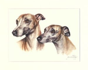 Whippet 01
