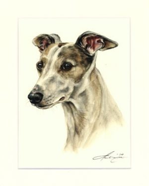 Whippet 02