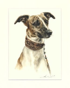 Whippet 03