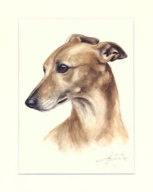 Whippet 04