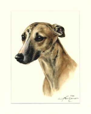 Whippet 05