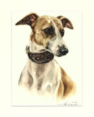 Whippet 06