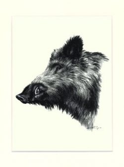Wildschwein 01