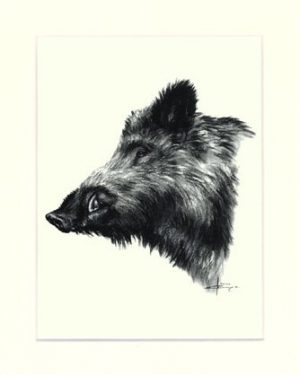 Wildschwein 01