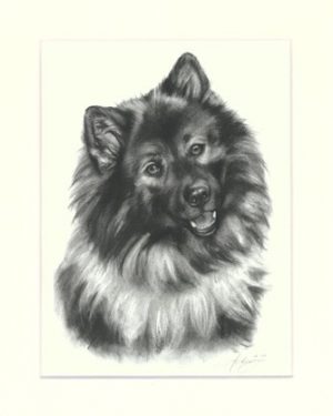 Wolfspitz 01