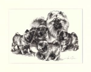 Wolfspitz 02