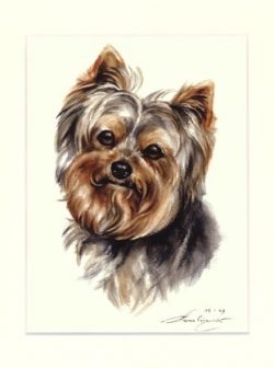 Yorkshire Terrier 01